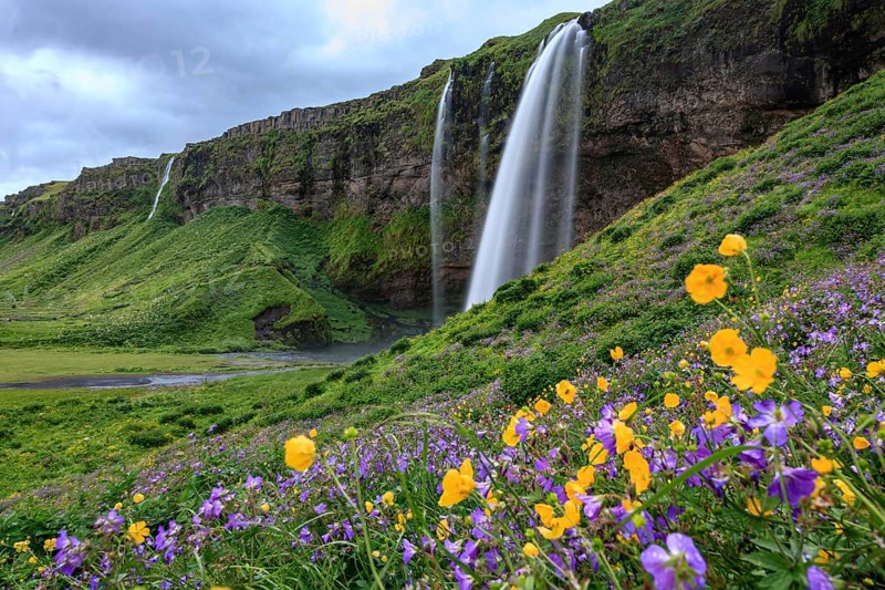 Waterfall on a steep slope, flower meadow, summer, cloudy, long exposure, Seljalandsfoss, Southwest Iceland, Is