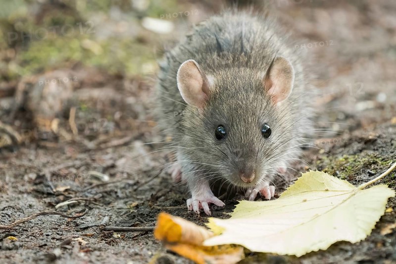A juvenile Norway rat (Rattus norvegicus) on the ground next to a yellow leaf in the forest. Quiet and natural environment, Hesse, Germany, Europe