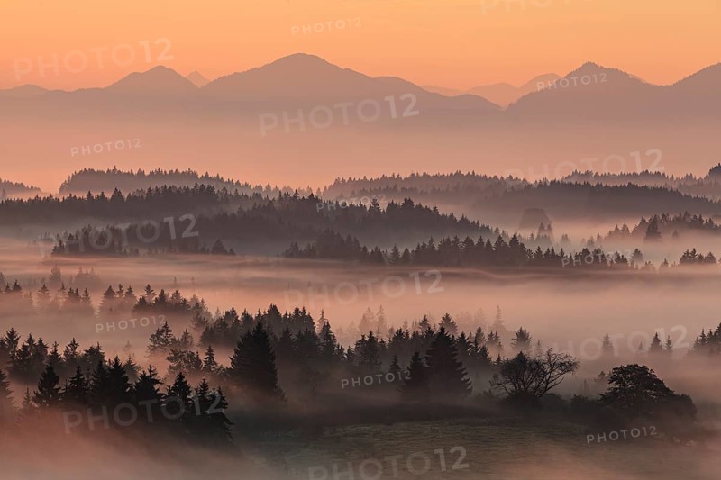 Morning fog over trees, mountains, near Bad Kohlgrub, Bavarian Alps behind, Bavaria, Germany, Europe
