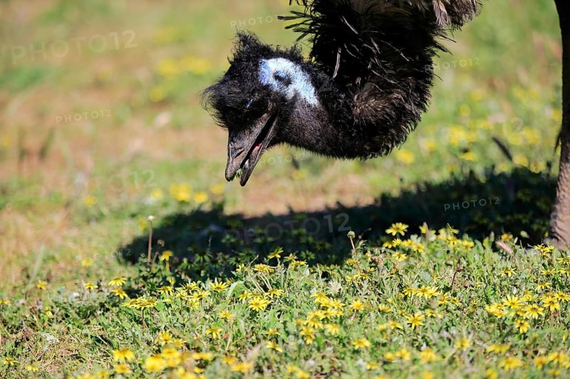 Emu (Dromaius novaehollandiae), adult, portrait, foraging, feeding, Mount Lofty, South Australia, Australia, Oceania