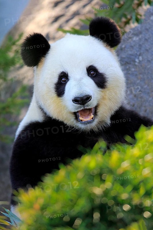Giant Panda (Ailuropoda melanoleuca), adult feeding, Adelaide, South Australia, Australia, captive, Oceania