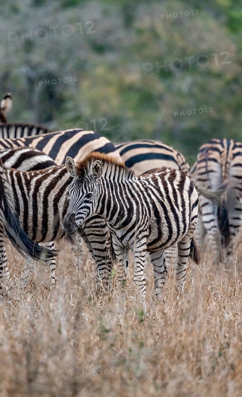 Plains zebras (Equus quagga), young animal in the herd, in high grass, Kruger National Park, South Africa, Africa