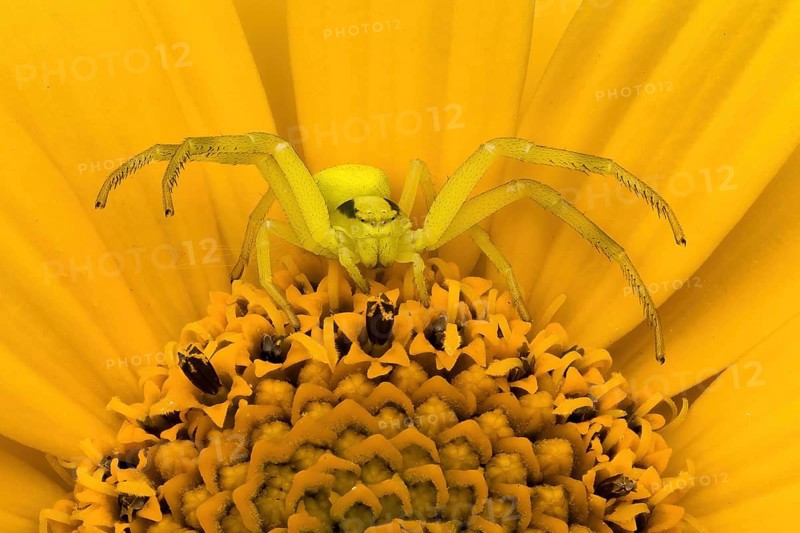 Goldenrod crab spider (Misumena vatia) sitting in wait on a yellow flower, Hesse, Germany, Europe