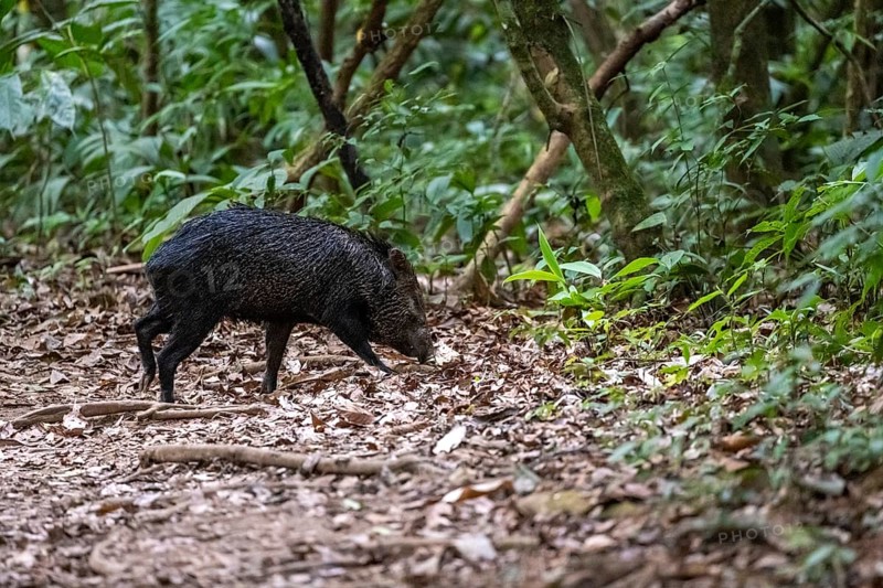 Collared peccary (Pecari tajacu) foraging in the rainforest, Corcovado National Park, Osa, Puntarena Province, Costa Rica, Central America