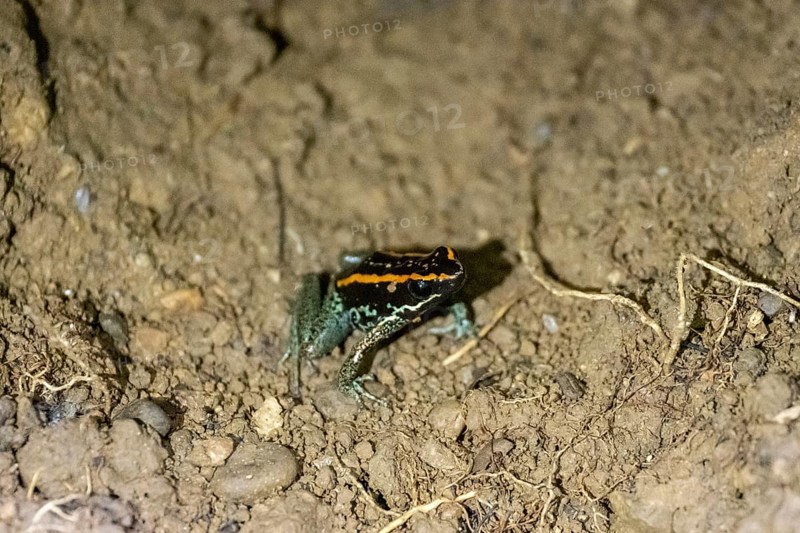 Golfodulcean poison frog (Phyllobates vittatus), sitting in a burrow, Corcovado National Park, Osa, Puntarena Province, Costa Rica, Central America