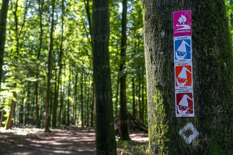 Hiking trail Hohe Mark Steig, hiking sign, forest area The Haard, in the northern Ruhr area, bordering the Münsterland, part of the Hohe Mark nature park Park, around 55 km2 in size, mixed forest, North Rhine-Westphalia, Germany, Europe