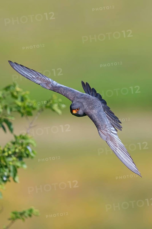 Red-footed Falcon, (Falco vespertinu), flight photo, falcon family, Tower Hide, Tiszaalpár, Kiskunsági National Park, Bács-Kiskun, Hungary, Europe