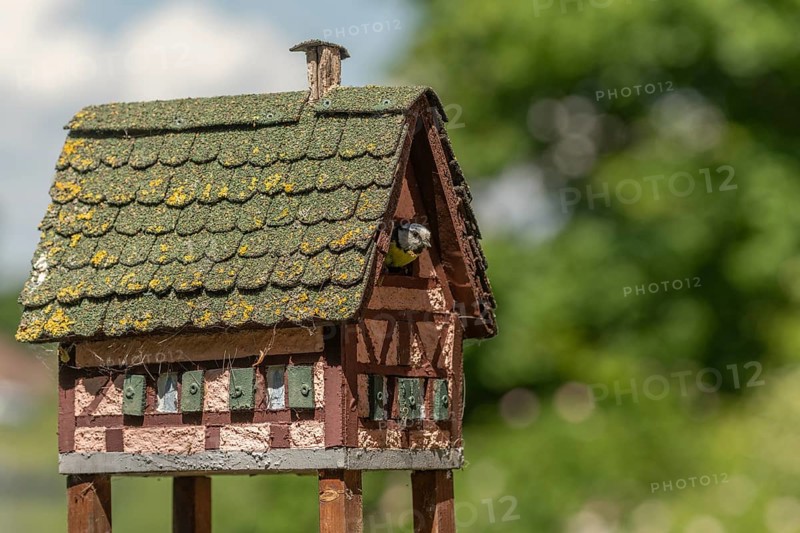 Blue tit (Cyanistes caeruleus) looking through the hole of a nest box shaped like a small house. Sasbach, Kaiserstuhl, Emmendingen, Freiburg im Breisgau, Baden-Württemberg, Germany, Europe