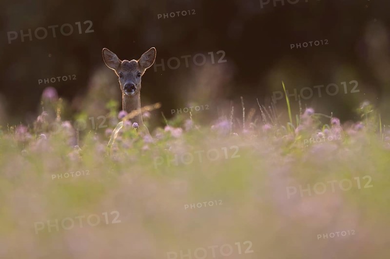 Roebuck in the clover field, Wittlich, Rhineland-Palatinate, Germany, Europe