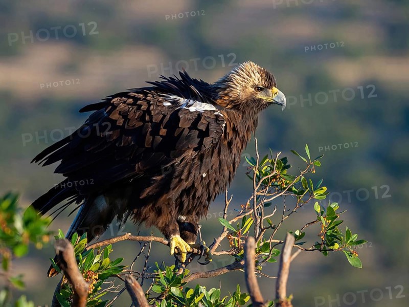 Spanish imperial eagle (Aquila adalberti), El Millaron Imperial Eagle Hid, Salorino, Extremadura Caceres, Spain, Europe