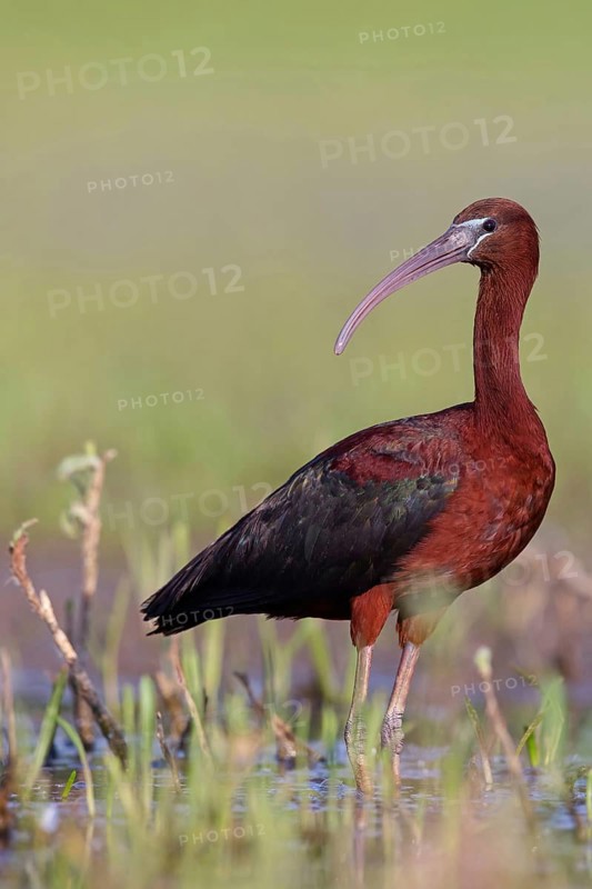 Glossy ibis (Plegadis falcinellus), Floating Hide fixed, Everglades NP, Florida, USA, North America