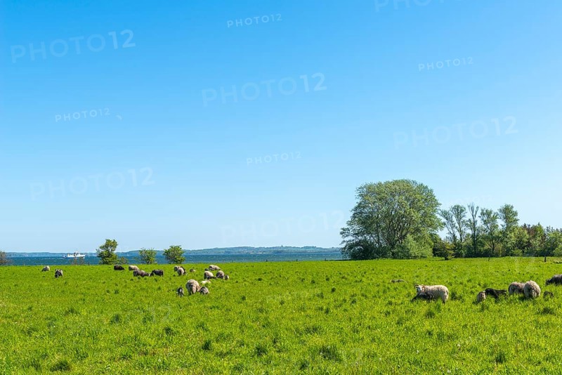 Island Skarø, Skaroe, pasture with sheep, agriculture, Danish South Sea, Sydfyn, South Funen, Denmark, Europe