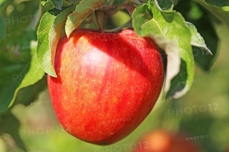 Ripe apple on the tree
