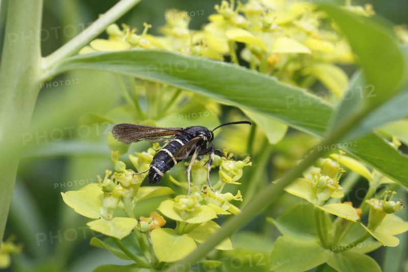 Dusky clearwing (Paranthrene tabaniformis), on goldenrod (Solidago), North Rhine-Westphalia, Germany, Europe