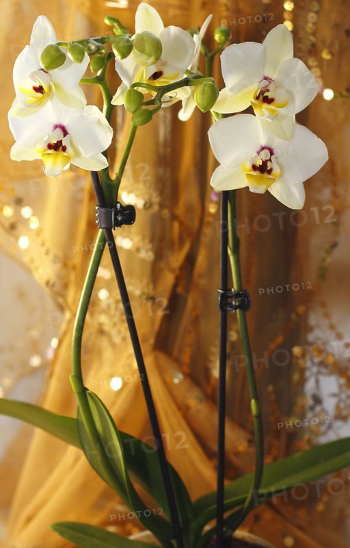 Butterfly orchid (Phalaenopsis), flowers