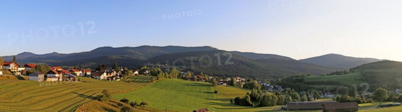 Lam in the Bavarian Forest