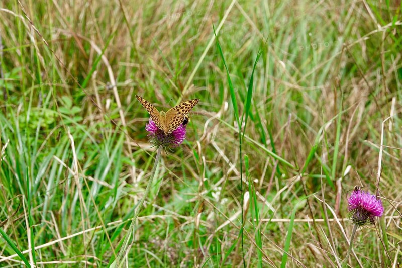 Emperor Cloak (Argynnis paphia), August, Bavaria, Germany, Europe