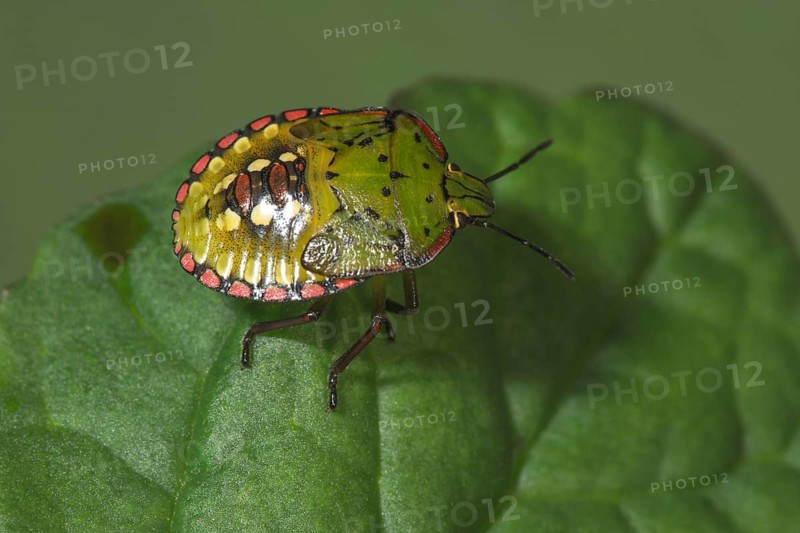 Macro photograph of a Nezara viridula, Green Vagrant (Nezara viridula) in the 5th larval stage with remarkable colours on a green leaf, Baden-Württemberg, Germany, Europe