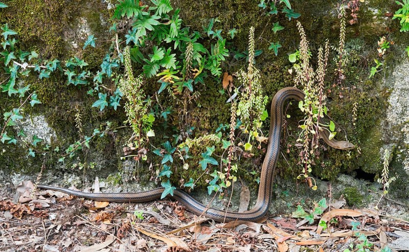 A brown snake slithers next to a moss-covered wall surrounded by plants, staircase snake (Elaphe scalaris, Zamenis scalaris, Rhinechis scalaris), A Illa de Arousa, La Isla de Arosa, Pontevedra, Galicia, Spain, Europe