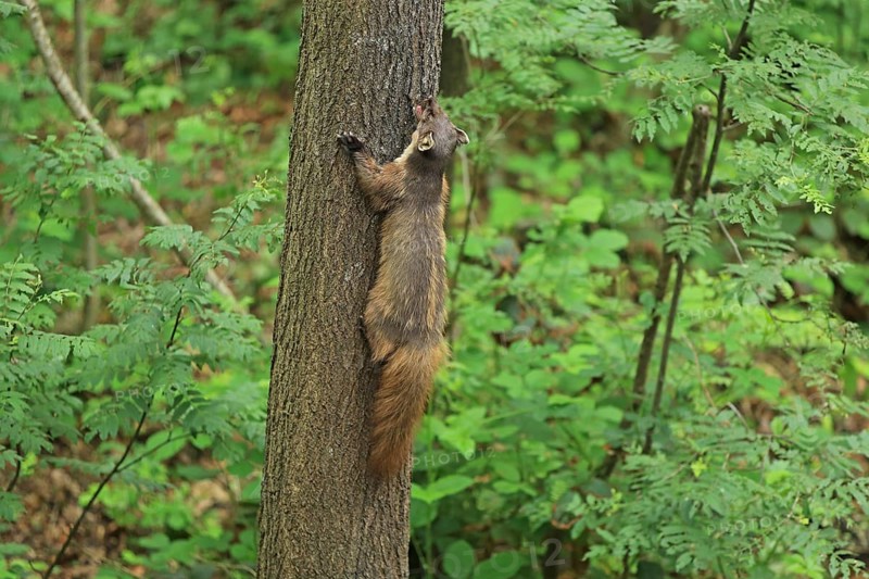 Pine marten (Martes martes)