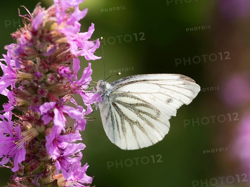 Cabbage butterfly (Pieris brassicae) sucking nectar from the flower of purple loosestrife (Lythrum salicaria), North Rhine-Westphalia, Germany, Europe