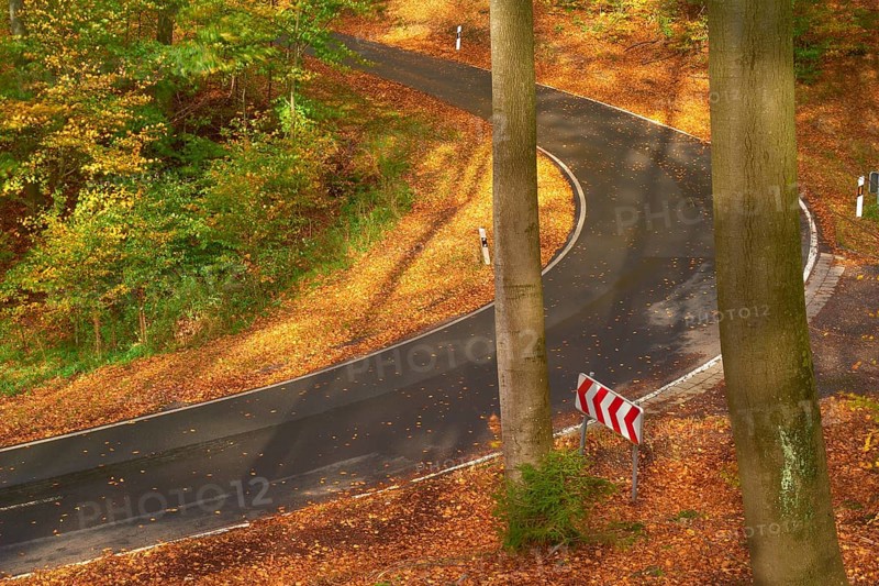 Sun illuminates a winding road leading through an autumnal forest with colourful foliage and tall trees, Altenbuch, Miltenberg district, Spessart, Bavaria, Germany, Europe