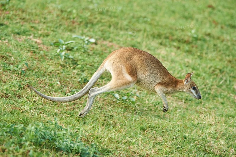 Close-up of an agile wallaby (Macropus agilis) on a meadow wildlife in Australia