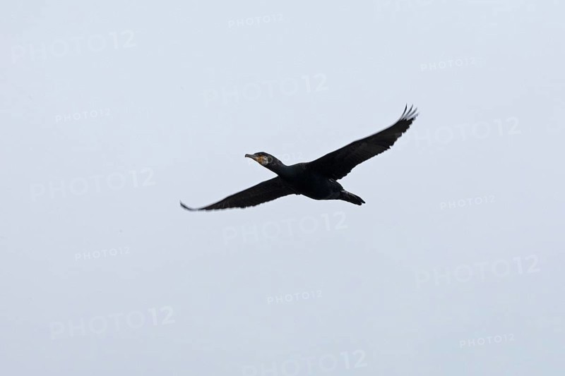 Cormorant (Phalacrocorax carbo) in flight, Geltinger Birk, Geltinger Bucht, Nieby, Schleswig-Holstein, Germany, Europe