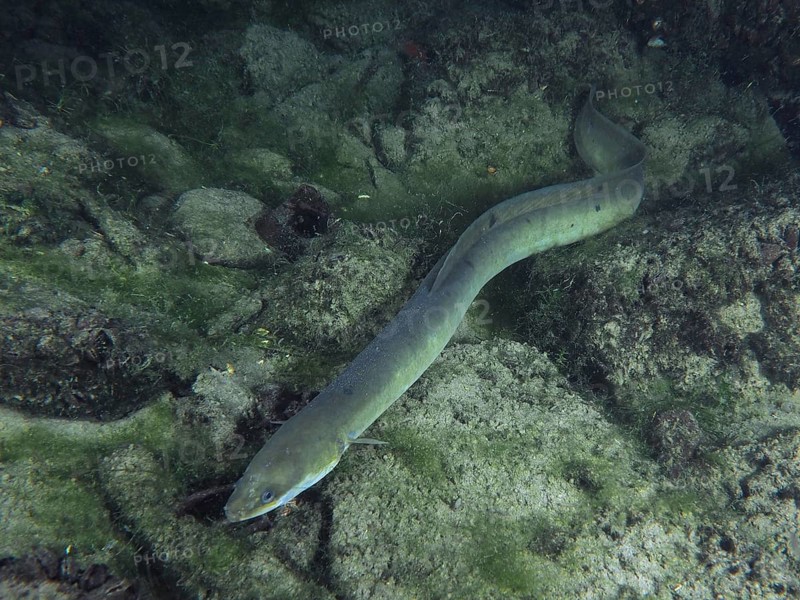 Elongated European eel (Anguilla anguilla) on the rocky and algae-covered bottom of the Rhine. Dive site Klosterinsel, Rheinau, Canton Zurich, Rhine, High Rhine, Switzerland, Germany, Europe