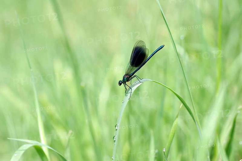 Banded demoiselle (Calopteryx splendens), male, dragonfly, blade of grass, macro, The blue dragonfly sits on a blade of grass in the green meadow