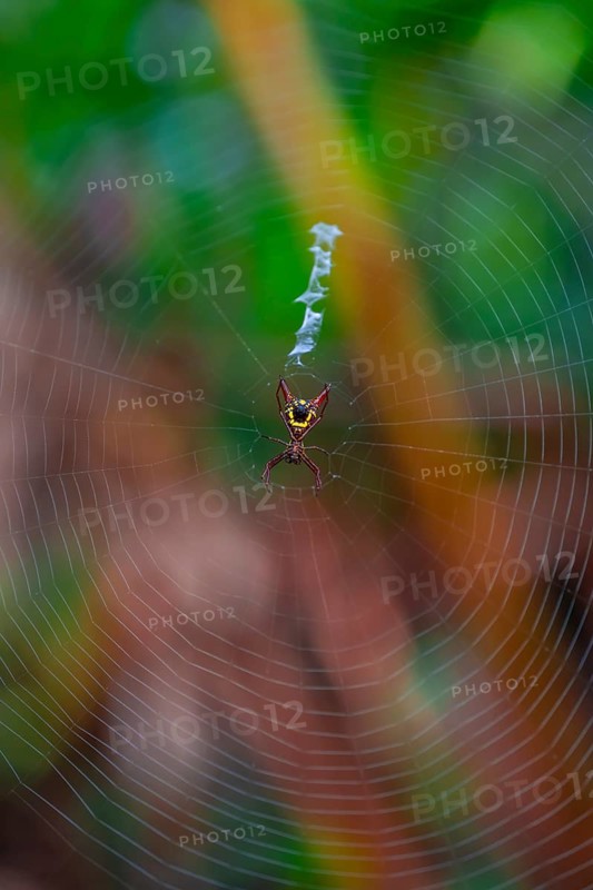 Wheel web spider (micrathena brevipes) in a spider web, Tortuguero National Park, Costa Rica, Central America