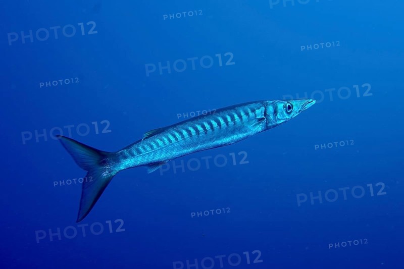 A single barracuda (Sphyraena viridensis) swims underwater in a deep, blue ocean. Dive site Bufadero, Palm Mar, Tenerife, Canary Islands, Spain, Europe