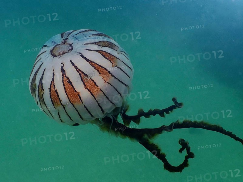 Transparent jellyfish with stripes, compass jellyfish (Chrysaora hysoscella) . Dive site Rinvyle, Co. Galway, Irish Sea, North Atlantic, Ireland, Europe