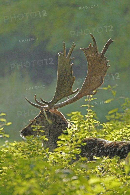 Fallow deer (Dama dama), The deer's head with magnificent antlers backlit by green leaves, Haltern, North Rhine-Westphalia, Germany, Captive, Europe