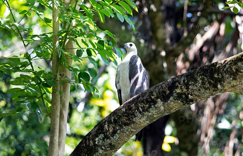 White-bellied sea eagle (Haliaeetus leucogaster) perched on a tree in the Mahaweli River, Kandy, Central Province, Sri Lanka, Asia