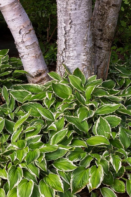 Close-up of narrow margined Hosta plants and Betula papyrifera, Paper Birch tree trunks in summer, Quebec, Canada, North America