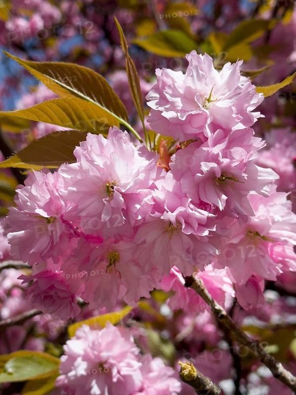 Japanese Cherry, Oriental Cherry, East Asian Cherry, Japanese Cherry, Japanese Blossom Cherry (Prunus serrulata)