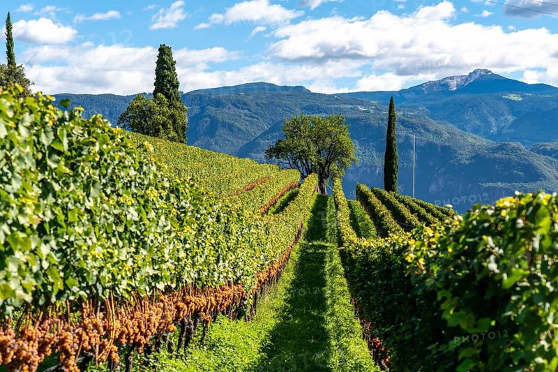 Wine-growing, in the Adige Valley, near the village of Tramin on the wine road, view from the vineyards to the village, South Tyrol, large areas of Gewürztraminer grapes, Italy, Europe
