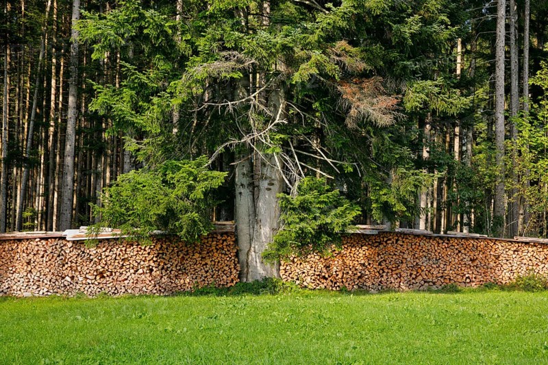 Wood Scheiterbeige at the edge of pine forest with deadwood, Switzerland, Europe
