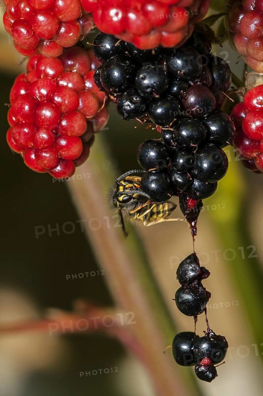 Common wasp (Vespula vulgaris) feeding on ripe berries of blackberry bush (Rubus cultivar) in garden