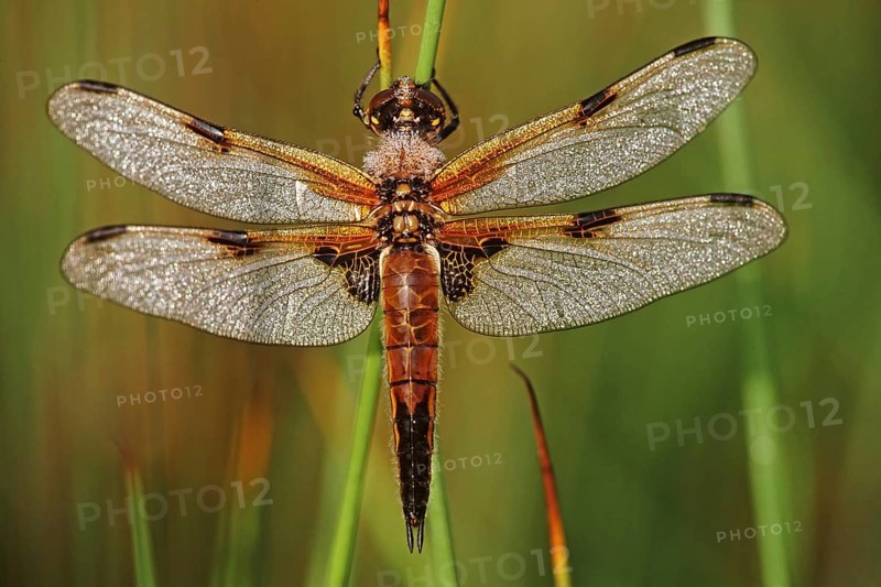 Four spotted libellula dragonfly, Four-spotted Chaser (Libellula quadrimaculata) covered in morning dew