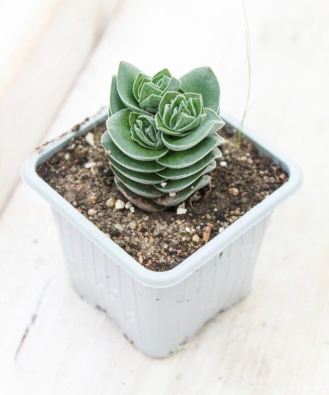 Beautiful succulent plant in greenhouse. Closeup, floral patterns, selective focus
