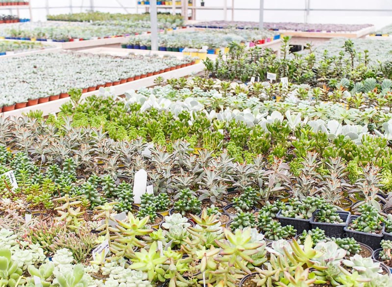 Various types of succulent in flower pots in the greenhouse. Closeup, selective focus