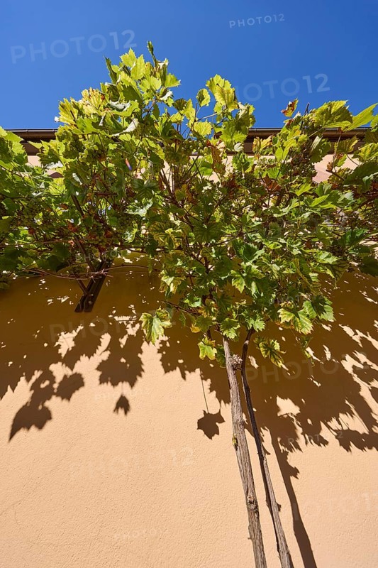 Noble vines (Vitis vinifera) on the facade of a house in Miltenberg, Lower Franconia, district of Miltenberg, Bavaria, Germany, Europe