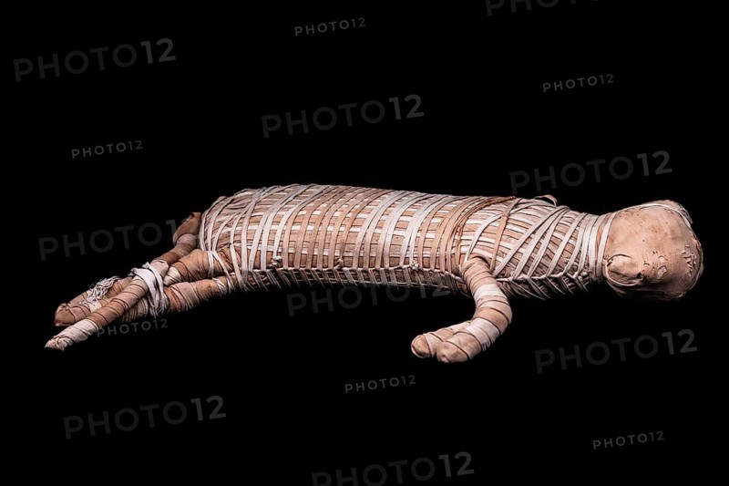 Mummified cat from the Ptolemaic period from the exhibition: Ramses the Great and the Gold of the Pharaohs, Cologne, North Rhine-Westphalia, Germany, Europe