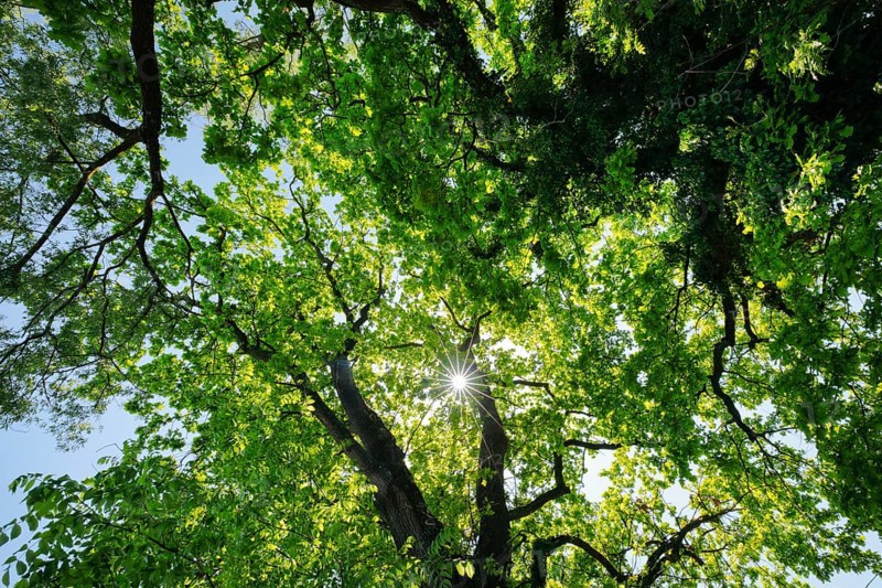 Sun shining through the canopy of oak trees, Altnau in the canton of Thurgau, Switzerland, Europe