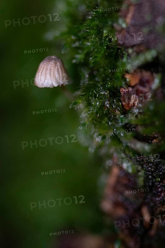 A fungus a few millimetres in size grows on a tree trunk covered with moss, macro photograph, Germany, Europe
