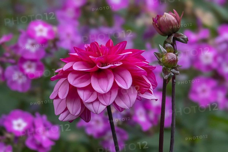 Dahlia (Dahlia), North Rhine-Westphalia, Germany, Europe