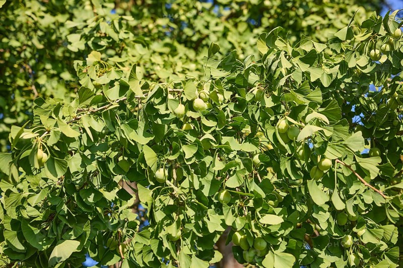 Branches with heart-shaped leaves and fruits of a tree of the species Ginkgo (Ginkgo biloba) in Bad Salzuflen, district of Lippe, North Rhine-Westphalia, Germany, Europe