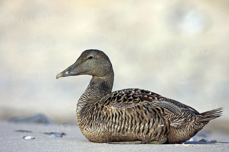 Common eider (Somateria mollissima), Heligoland, Westerhever, Schleswig-Holstein, Federal Republic of Germany